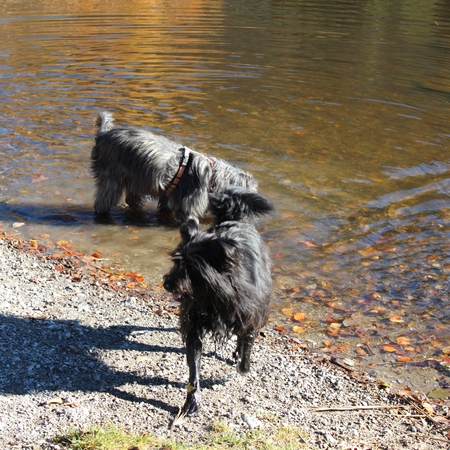Hundetreffen 2015 im Allgäu (5)
